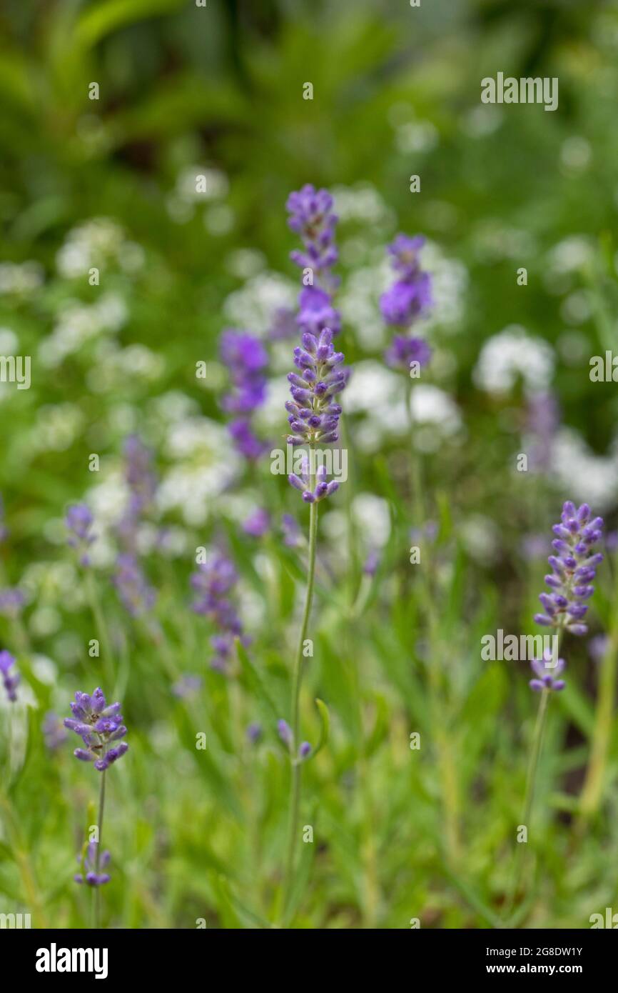 Lavender flowers in a garden in July, England, United Kingdom Stock Photo Alamy
