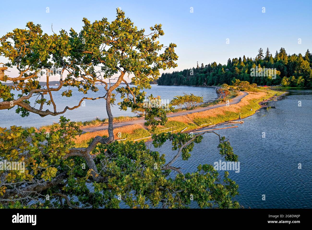 Garry Oak trees, Pipers Lagoon Park, Nanaimo, British Columbia, Canada Stock Photo
