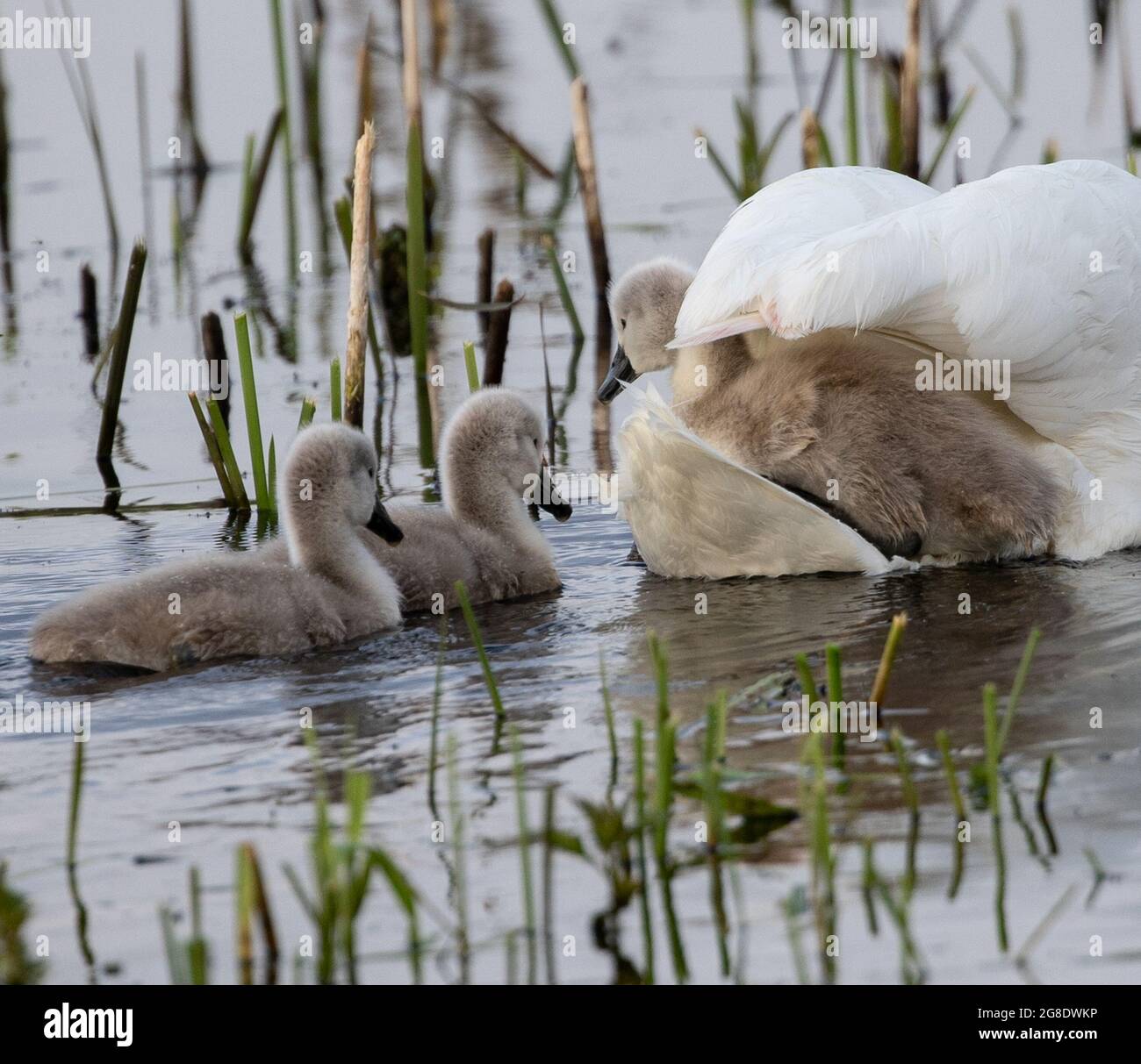 Close up of a Tundra swan mother with babies swimming in pond with ...