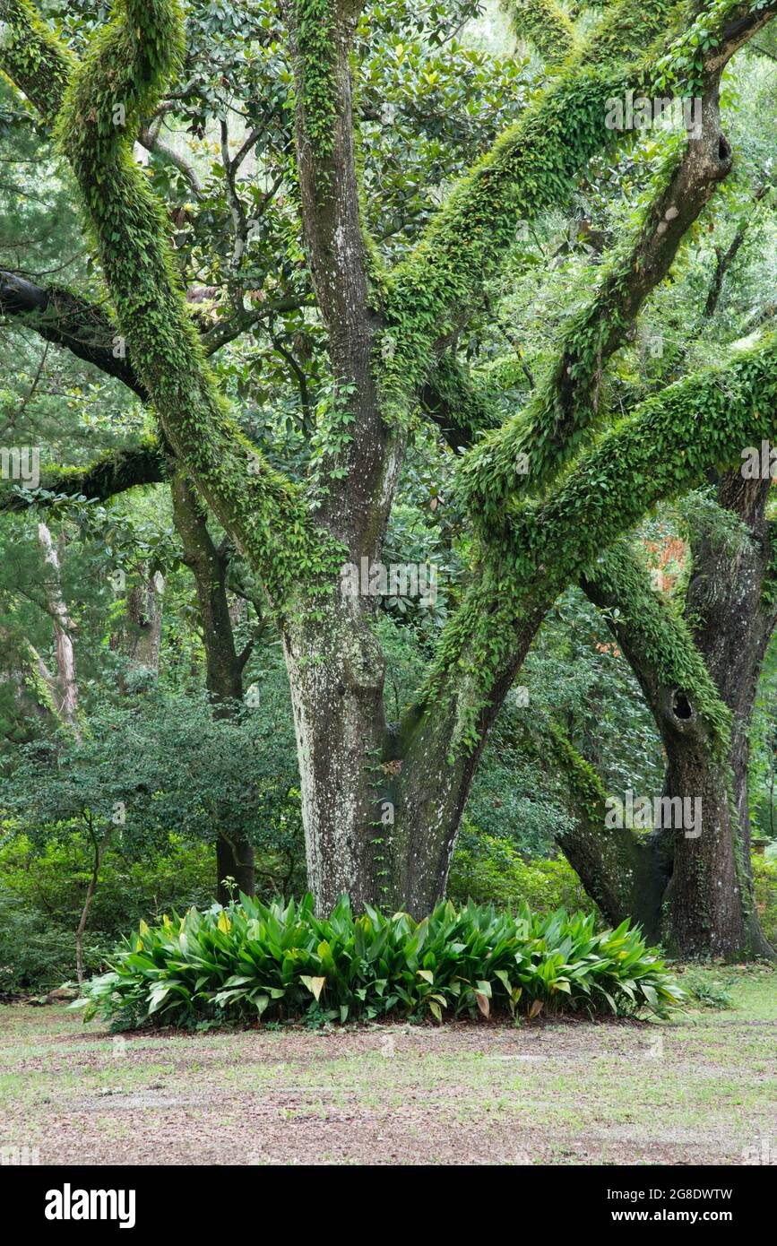 Live oak trees covered with resurrection fern in Eden Gardens State