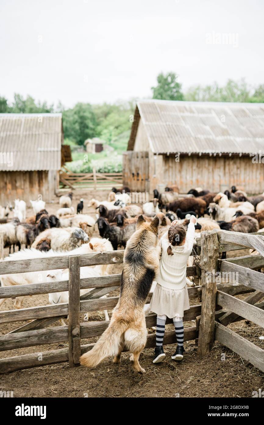 Little girl feeding goats on the farm Stock Photo - Alamy