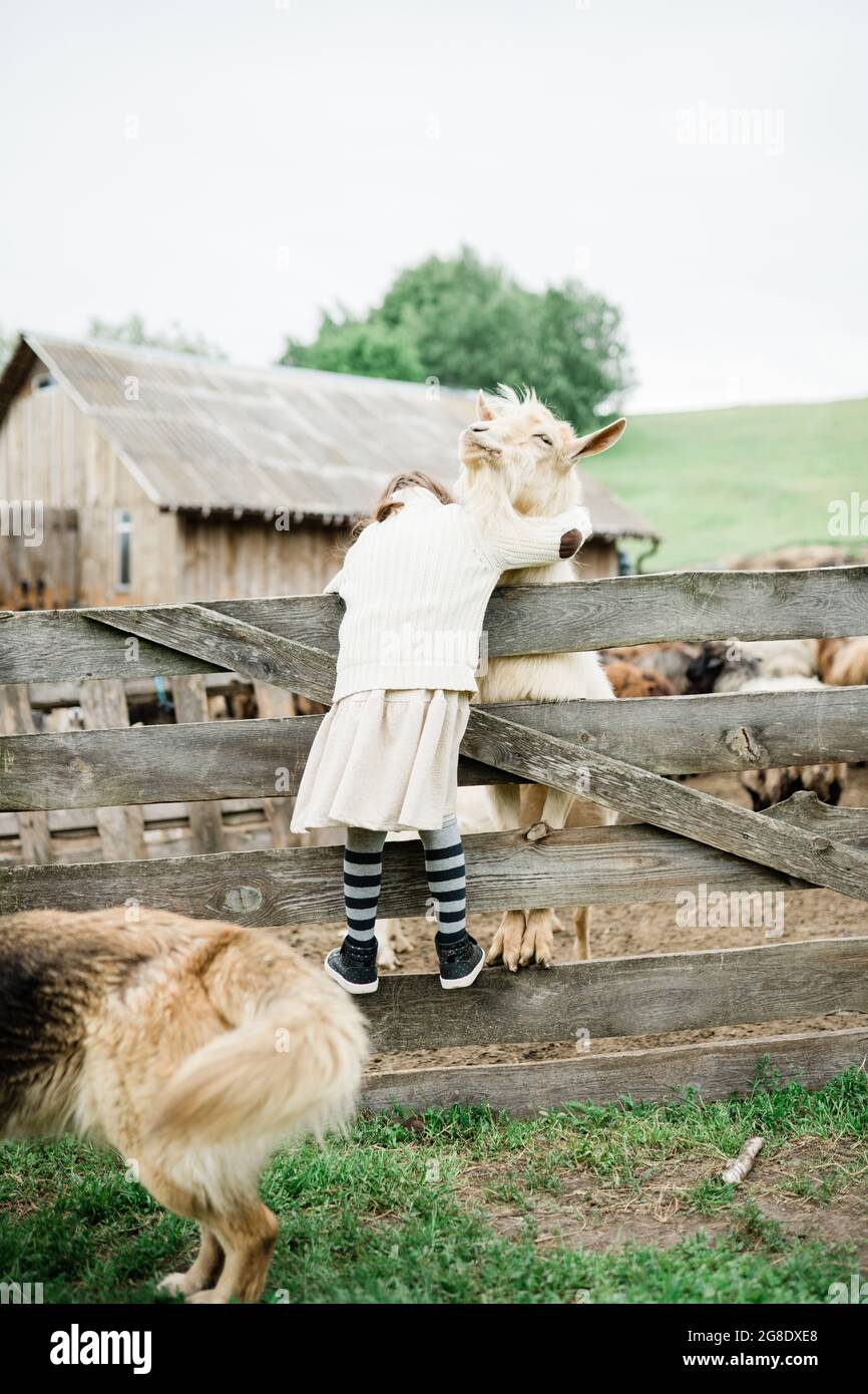 Little girl feeding goats on the farm Stock Photo - Alamy