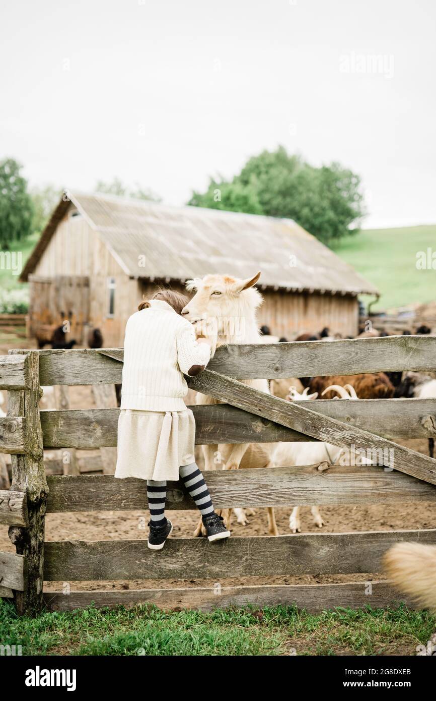 Little girl feeding goats on the farm Stock Photo - Alamy