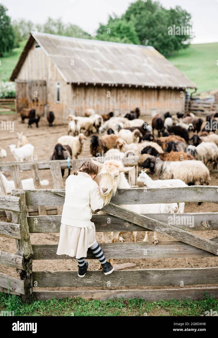 Little girl feeding goats on the farm Stock Photo - Alamy
