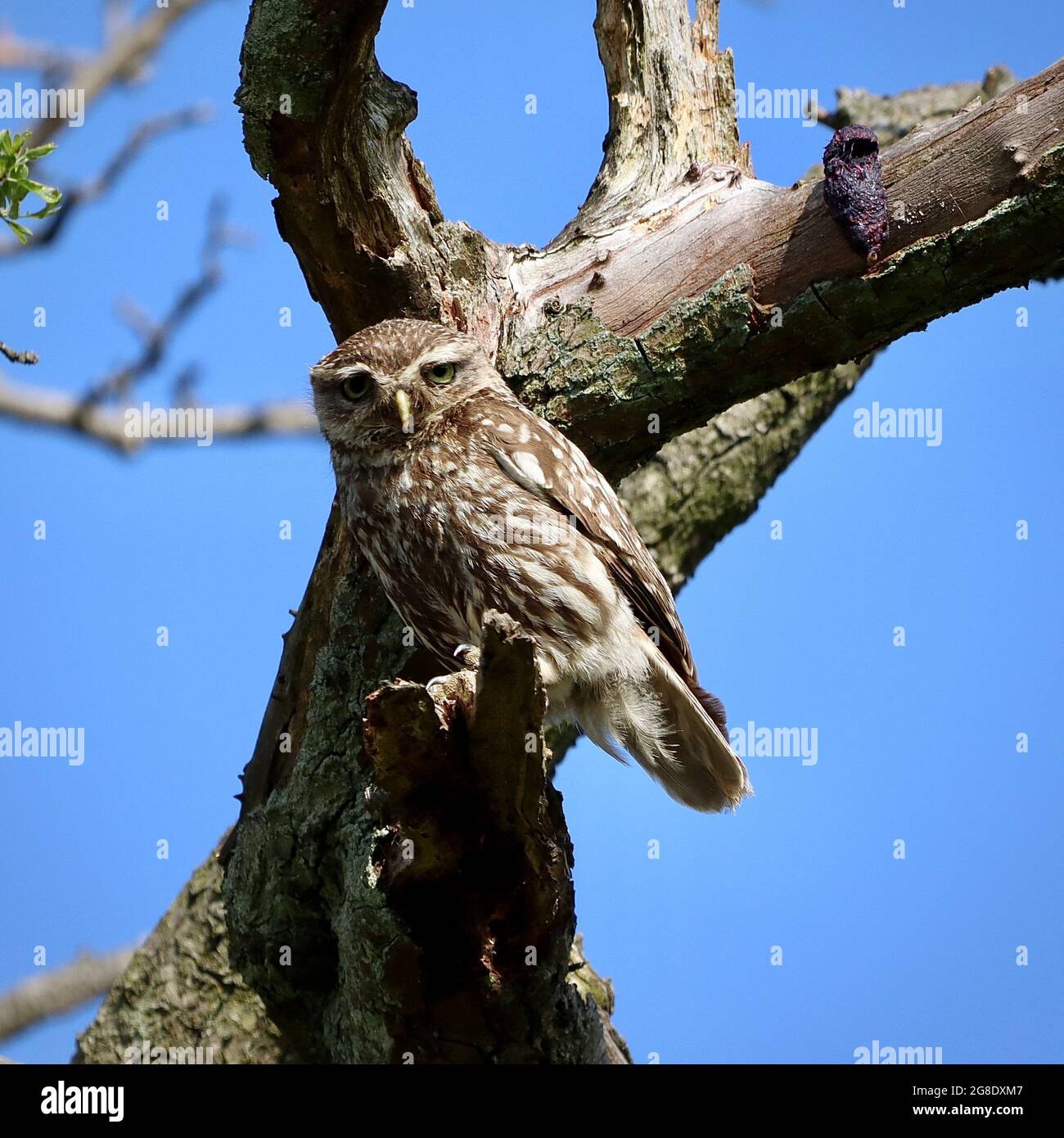 Little Owl at Hollingworth Lake, Littleborough Stock Photo