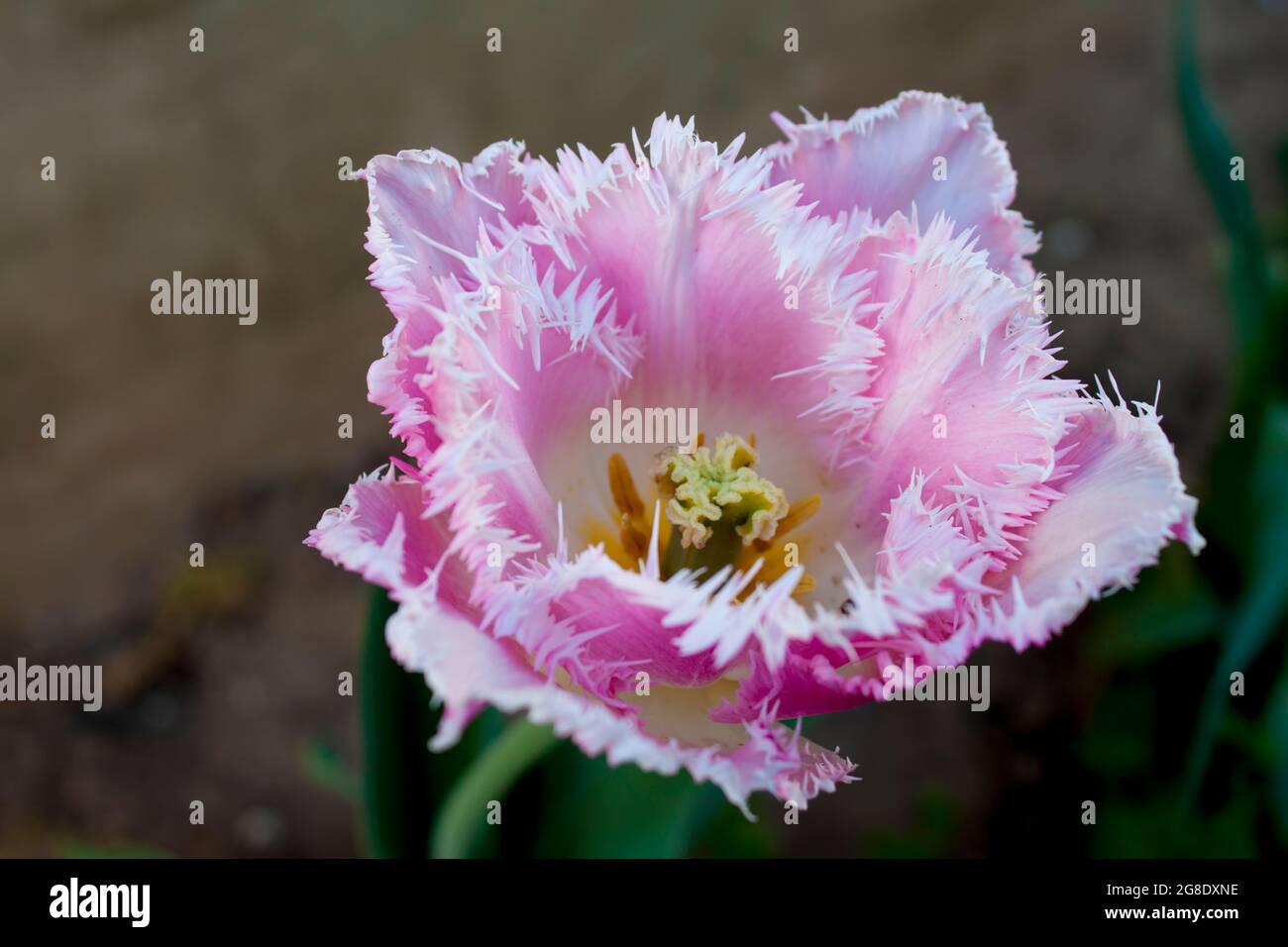 terry fluffy flower tulip white and pink on a dark background Stock Photo