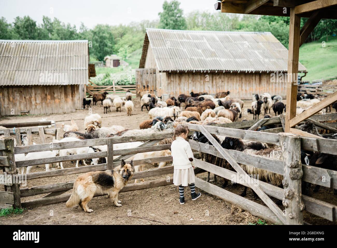 Little girl feeding goats on the farm Stock Photo - Alamy