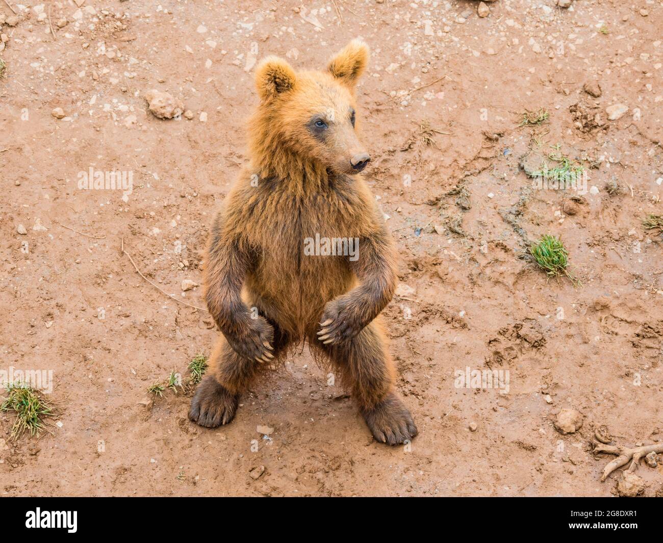 Bear cub covered in mud Stock Photo - Alamy