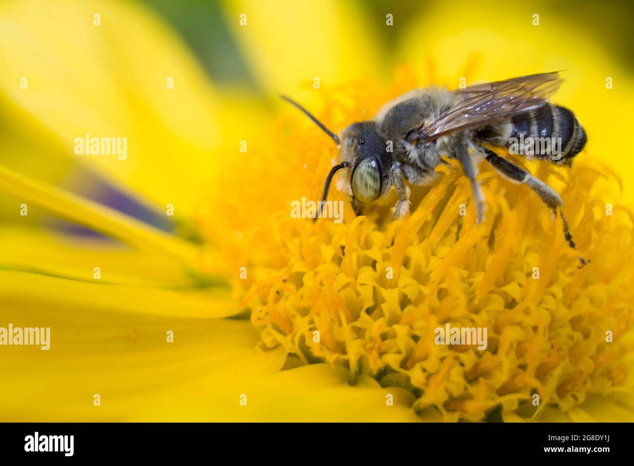 gray striped bee on a yellow flower drinking nectar and collecting pollen Stock Photo