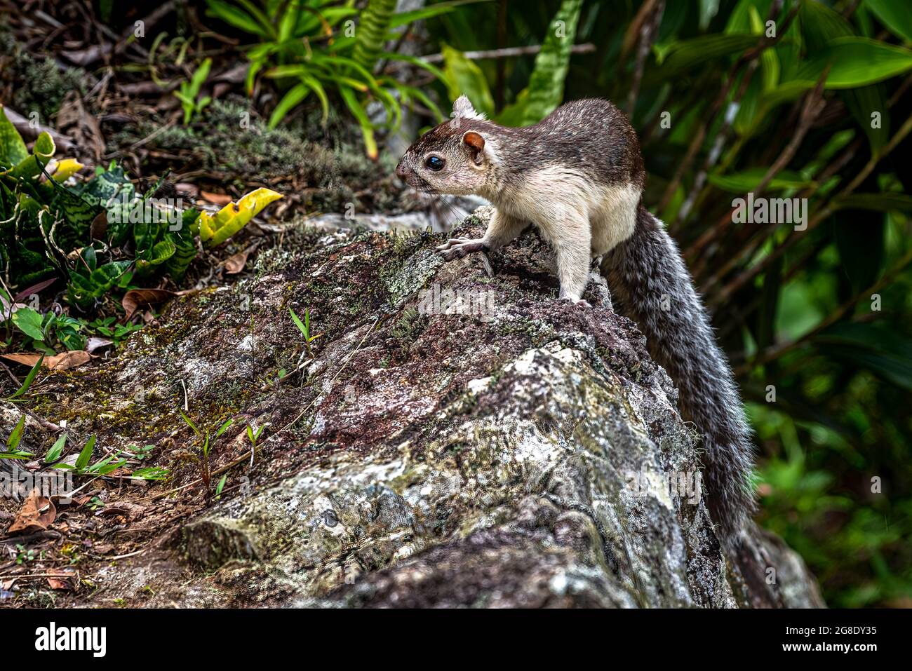 Variegated squirrel (Sciurus variegatoides)  image taken in Panama Stock Photo
