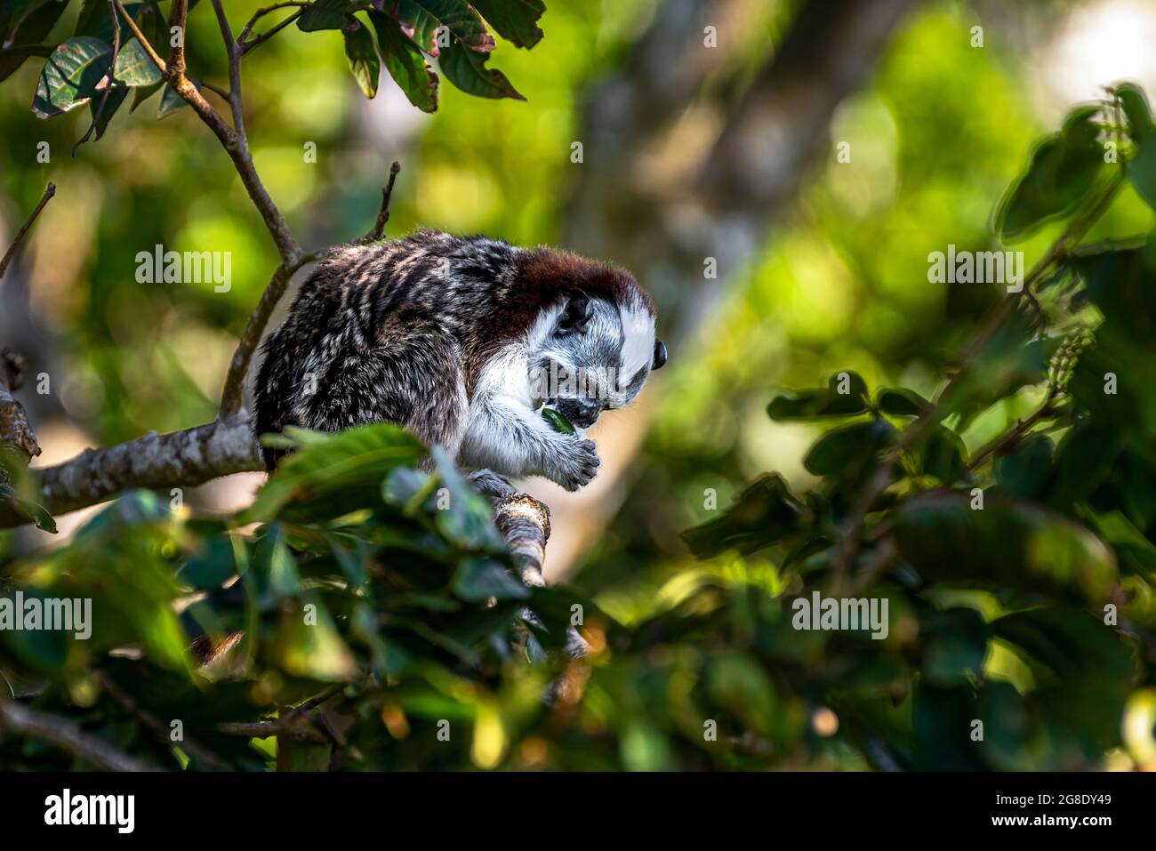 Geoffroy's tamarin monkey eating in the rain forest of Panama Stock Photo