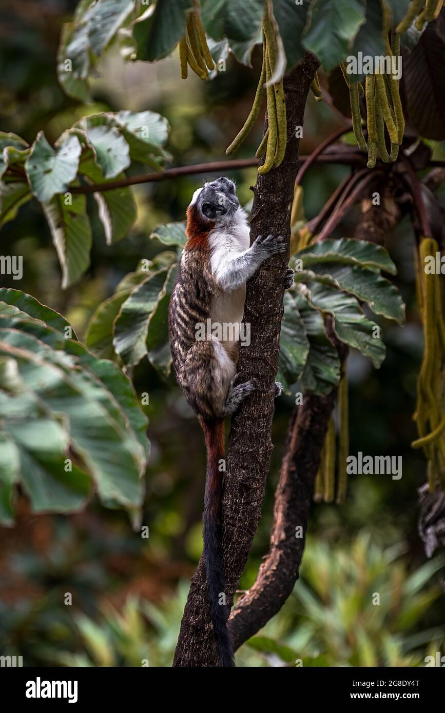 Geoffroy's tamarin monkeys in their habitat in the rain forest of Panama Stock Photo