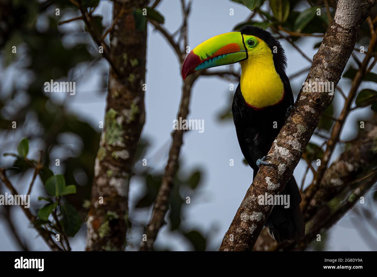 Keel-billed toucan (Ramphastos sulfuratus), also known as sulfur-breasted toucan or rainbow-billed toucan. Stock Photo