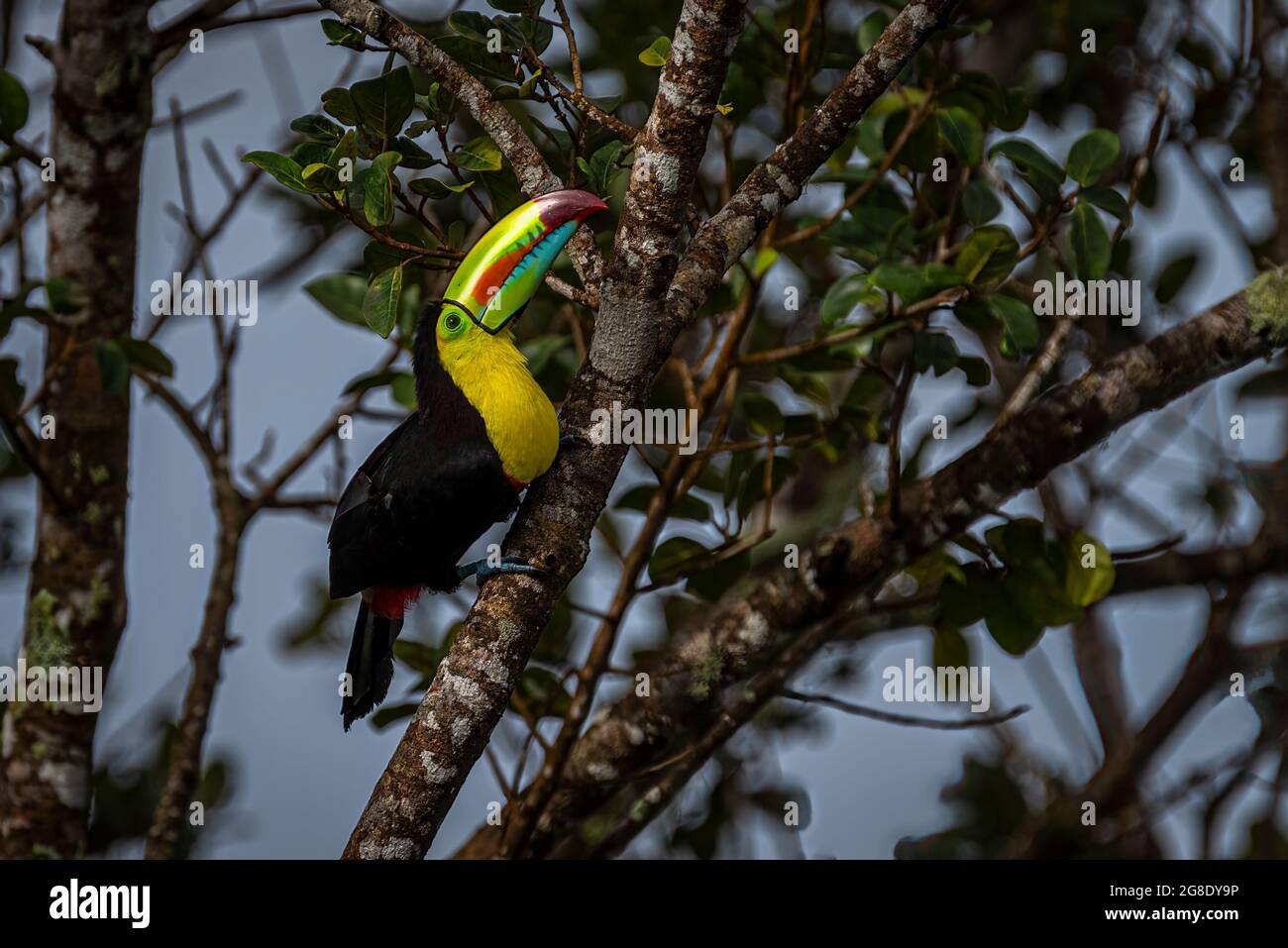 Keel-billed toucan (Ramphastos sulfuratus), also known as sulfur-breasted toucan or rainbow-billed toucan. Stock Photo