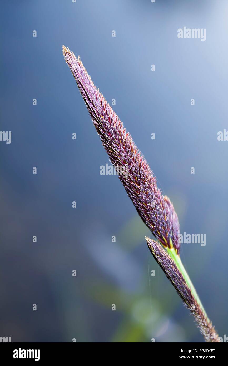 Carex reparia (sedge) blooms on the banks of the river in spring and summer Stock Photo