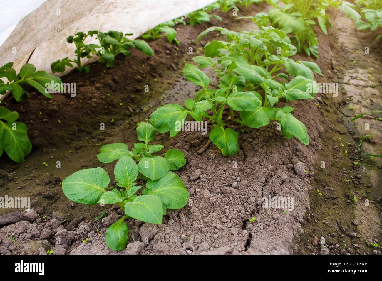 Rows of young bushes potato plantation. Farming and agriculture. Agroindustry agribusiness