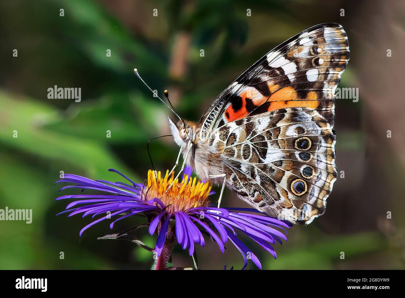 Painter Lady butterfly close-up nectarine on New England aster Stock Photo