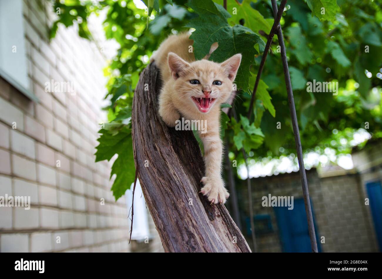 Ginger kitten screams meows with open mouth on a wooden branch. Frisky Kitty climbs trees. Playful cat hunts. The kitten is exploring a new world for Stock Photo