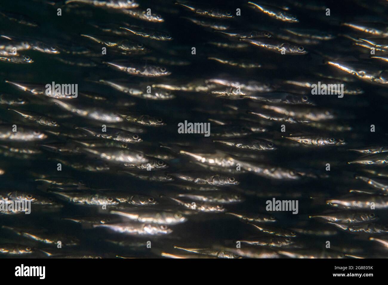 Detail of a dense school of Sticklebacks in the Vancouver harbor. Stock Photo