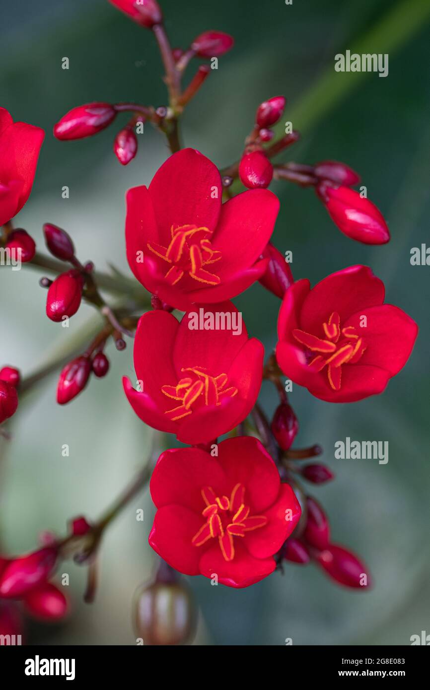 Close-up of the red blooms of spicy jatropha. Stock Photo