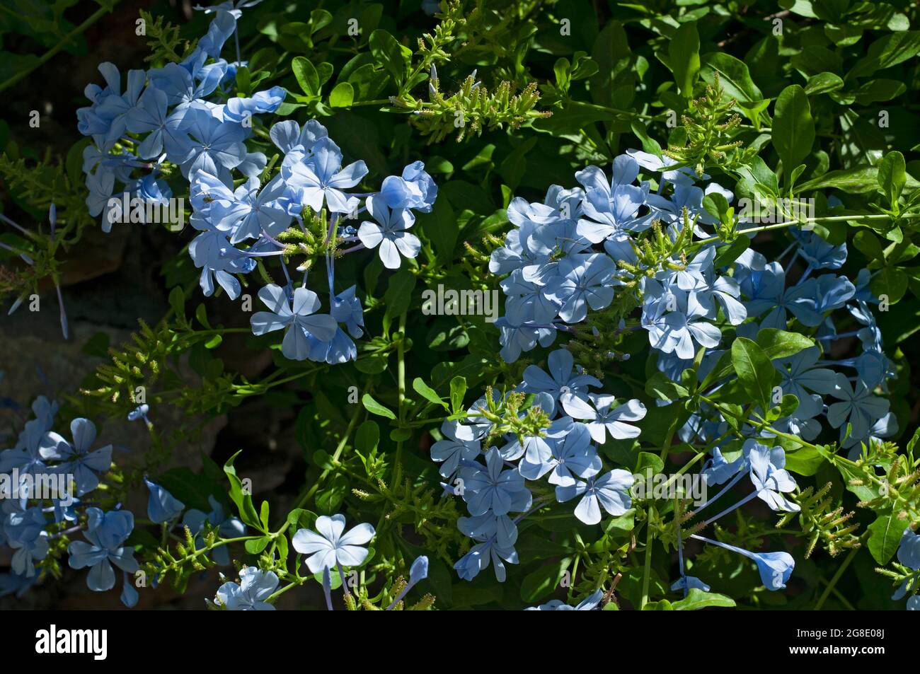 Blue Plumbago, Plumbago Auriculata, Called Cape Plumbago or Cape ...