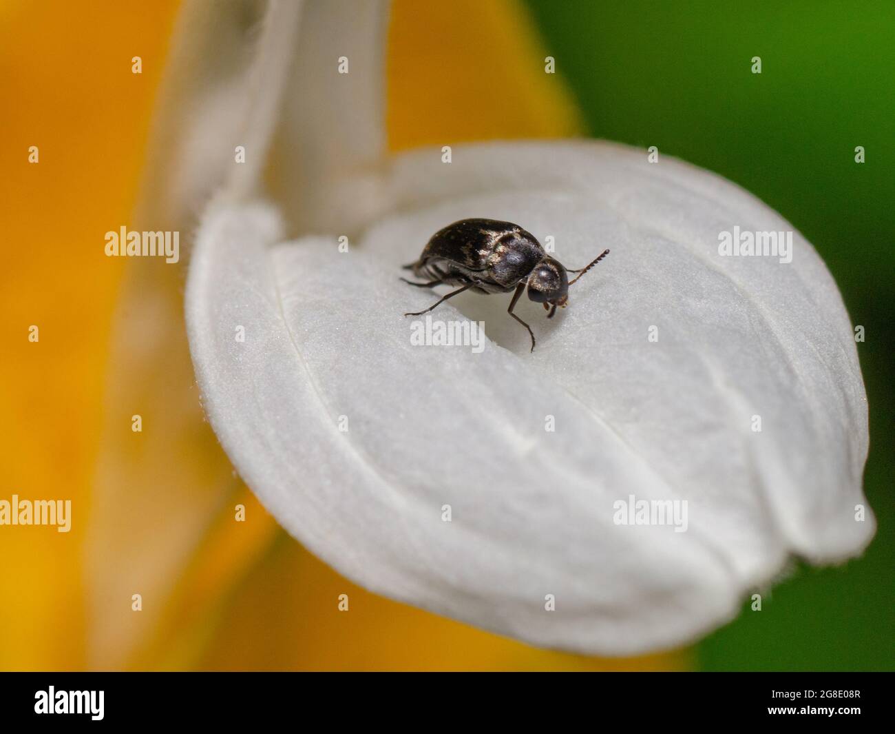 Close-up of a carpet beetle on a golden shrimp plant. Stock Photo