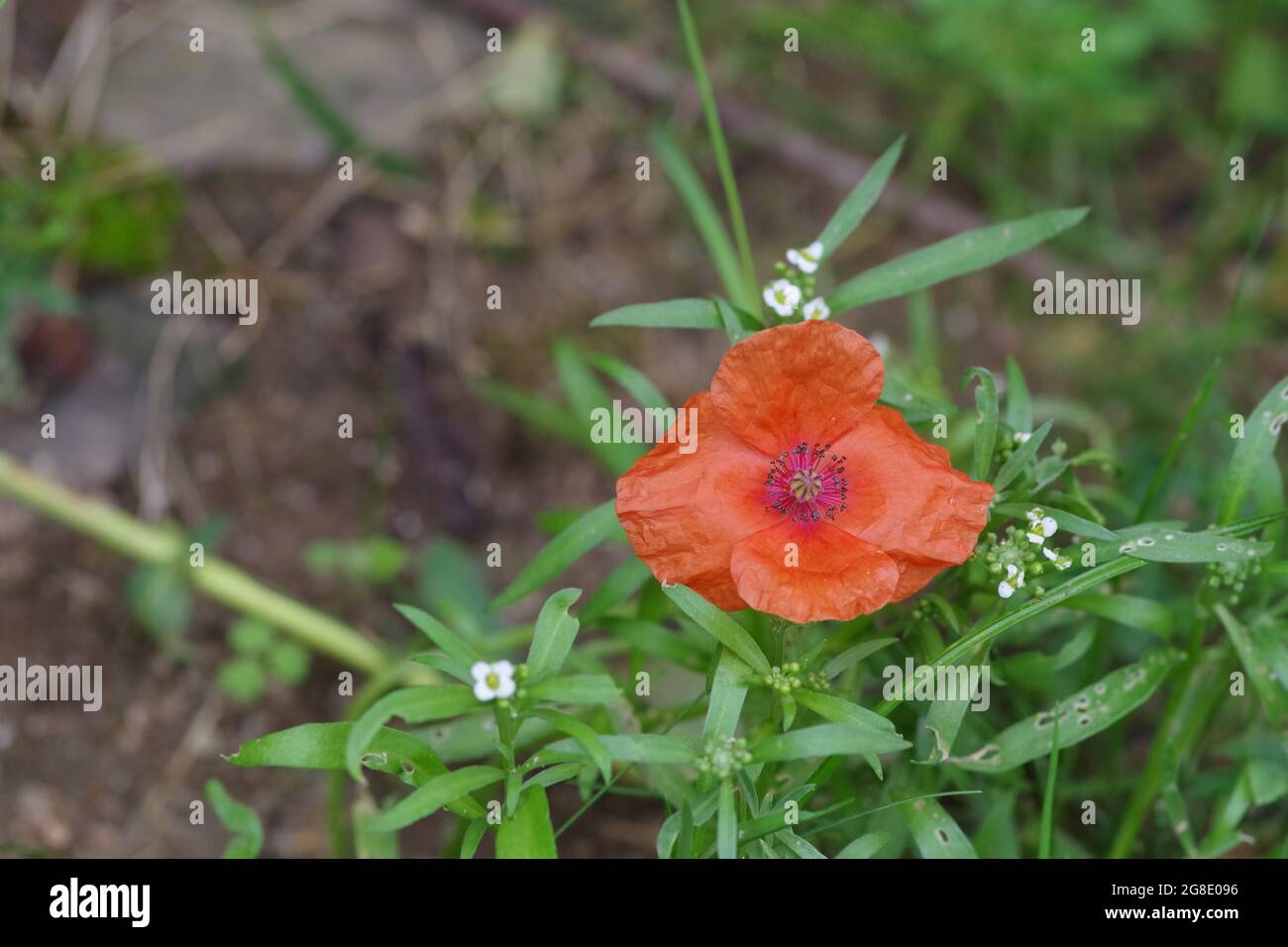 Closeup shot of Papaver apulum (poppy) in a garden Stock Photo