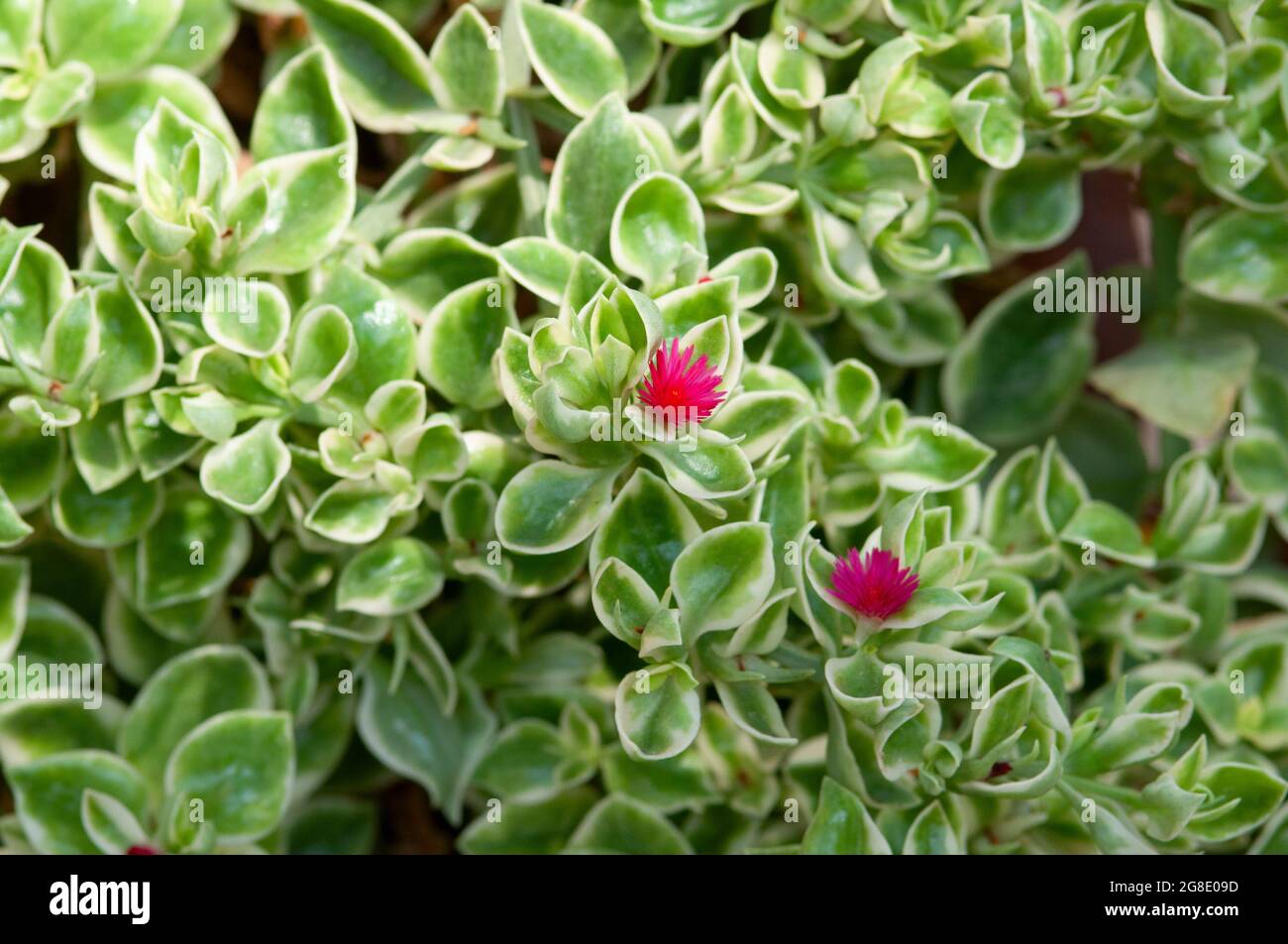 Ice Plant, Baby Sun Rose, Aptenia Cordifolia Stock Photo