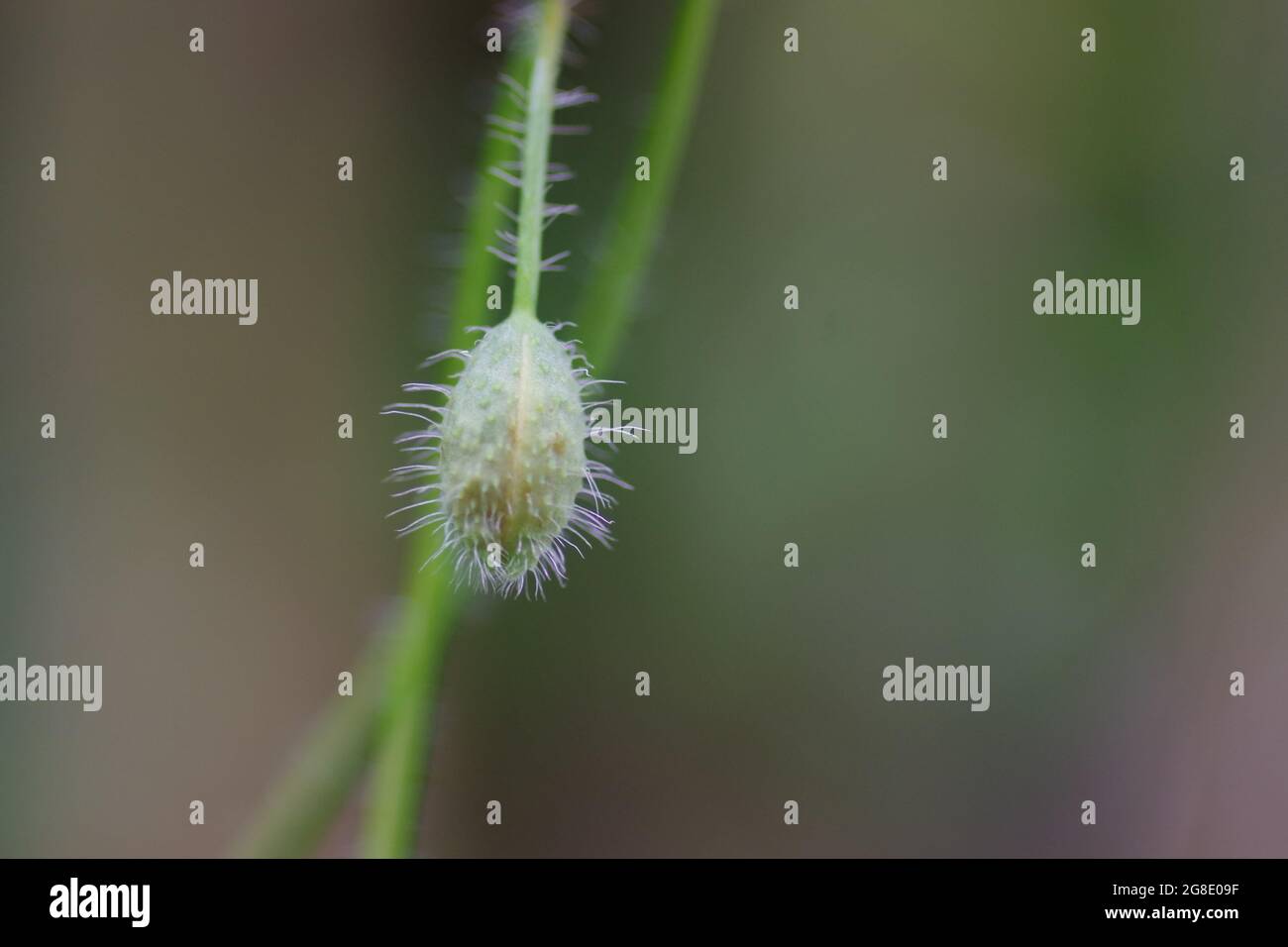Closeup shot of Papaver apulum (poppy) on a blurred background Stock Photo