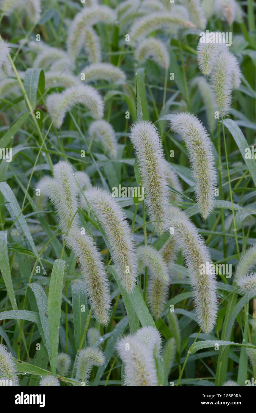Marsh Bristlegrass, Setaria parviflora Stock Photo