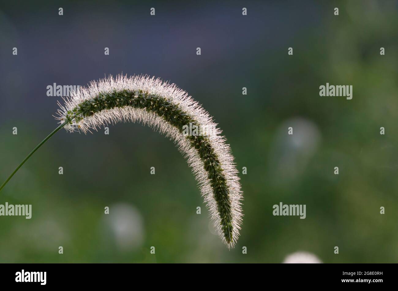 Marsh Bristlegrass, Setaria parviflora Stock Photo