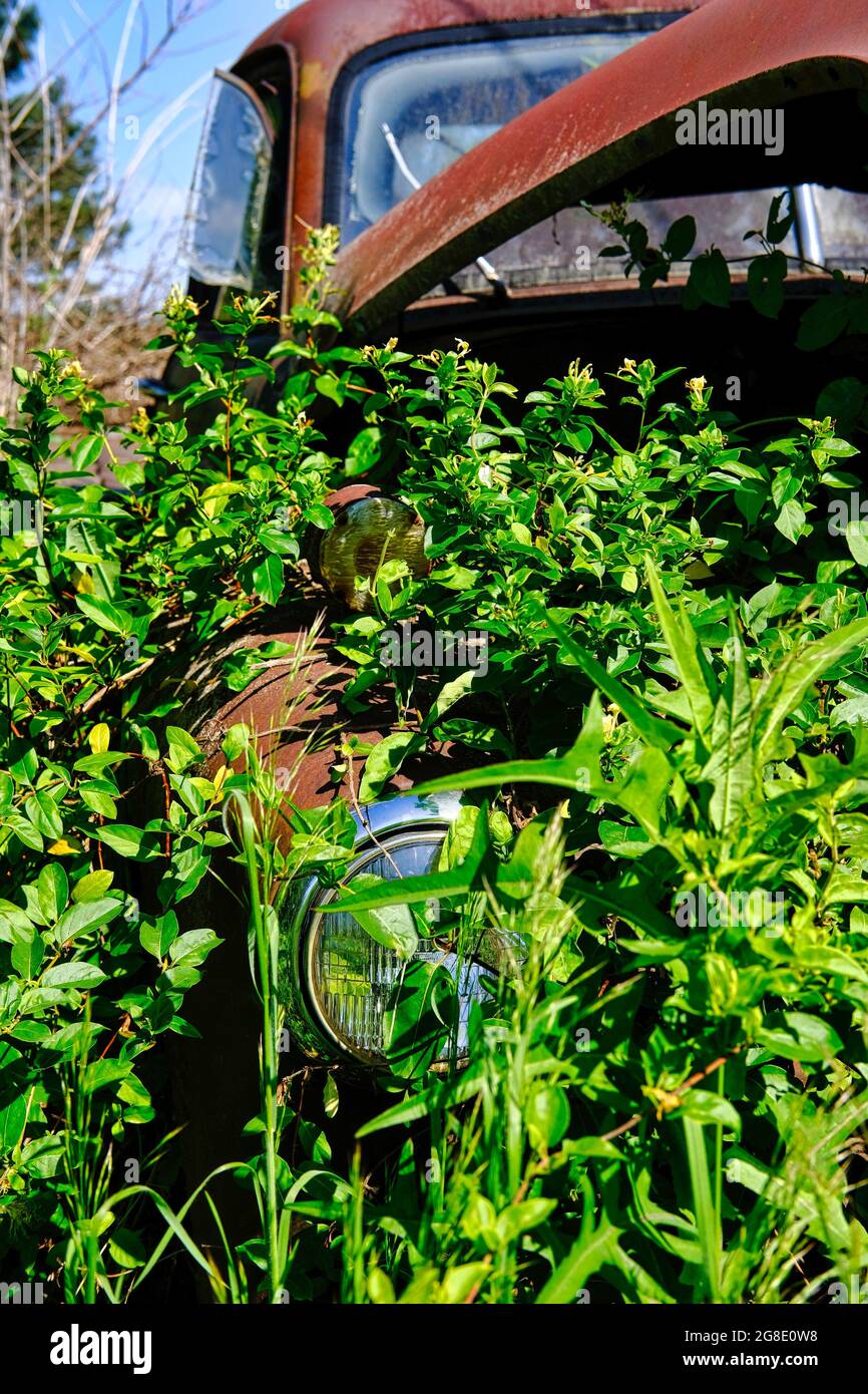 Old Rusty Truck Buried in Weeds Stock Photo