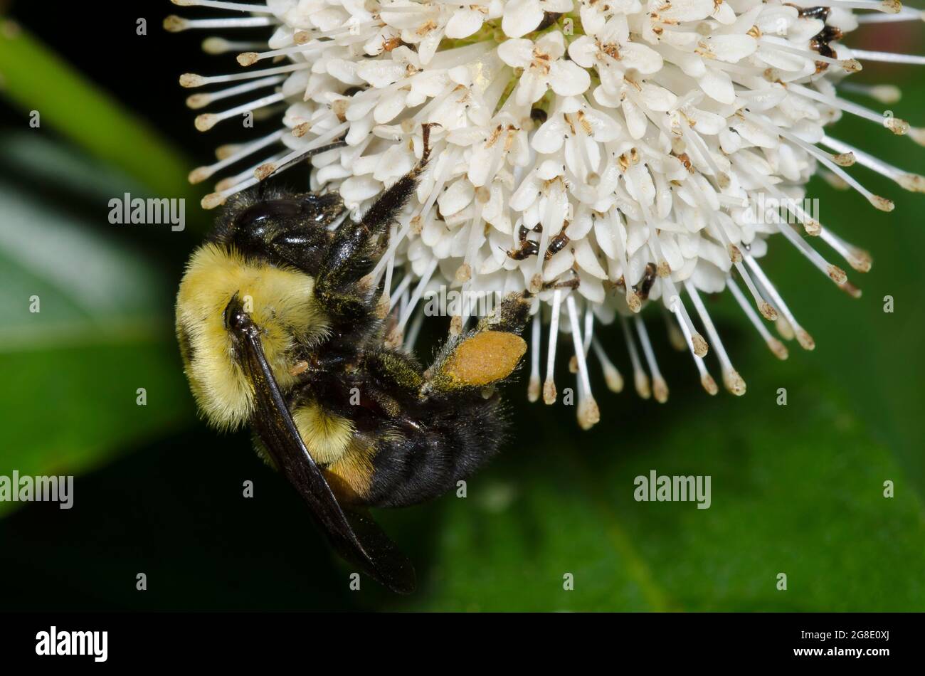 Brown-belted Bumble Bee, Bombus griseocollis, foraging on Buttonbush, Cephalanthus occidentalis Stock Photo