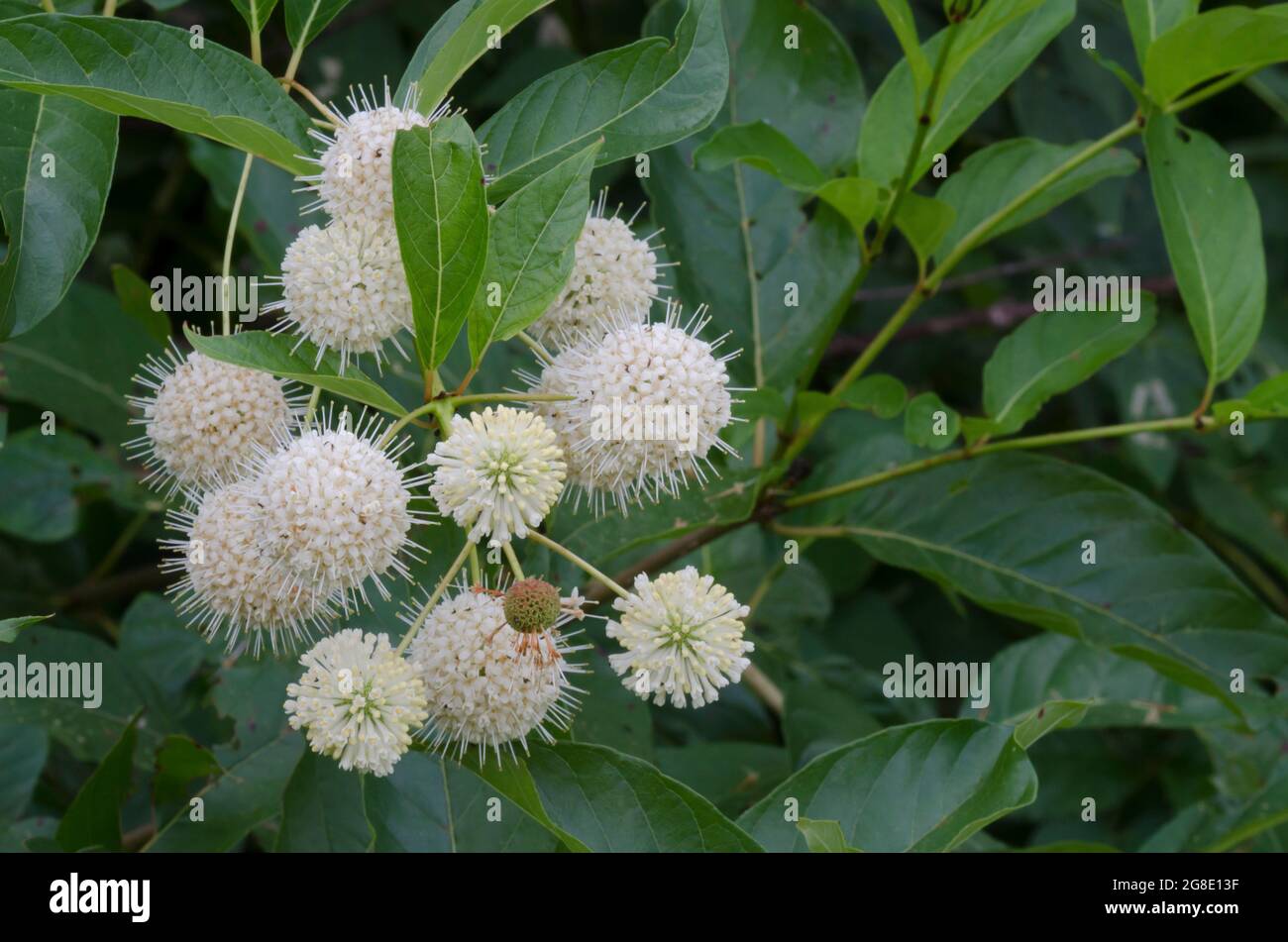 Buttonbush, Cephalanthus occidentalis Stock Photo