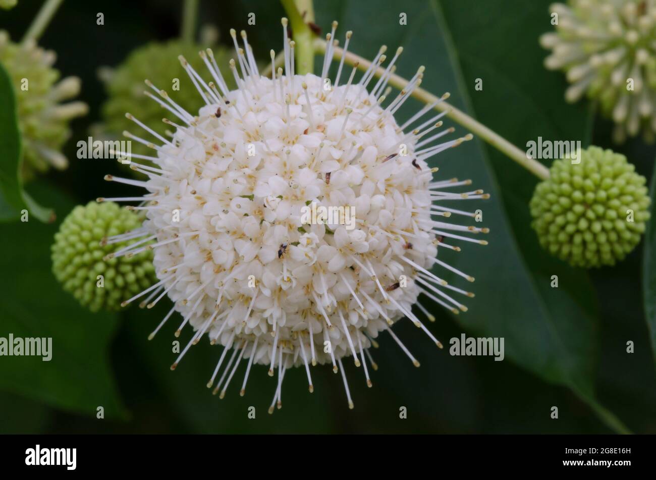 Buttonbush, Cephalanthus occidentalis Stock Photo