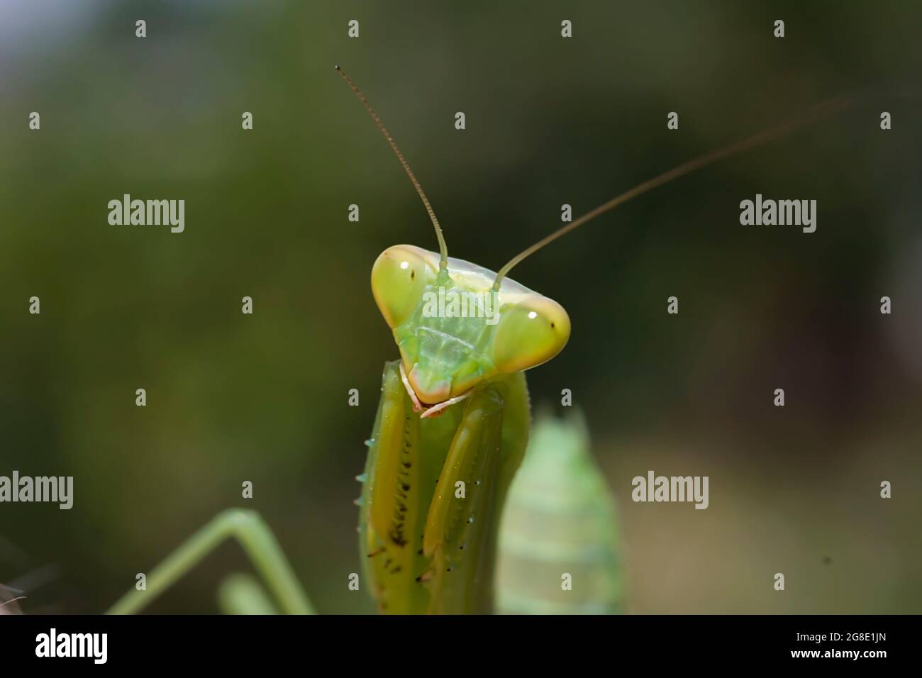 green mantis closeup, portrait of an insect on a dark green background Stock Photo