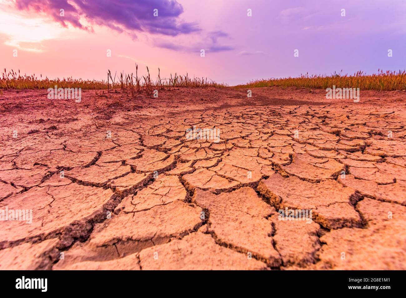 Warm dry cracked land with dead cropps, climate change concept with extreme heat Stock Photo
