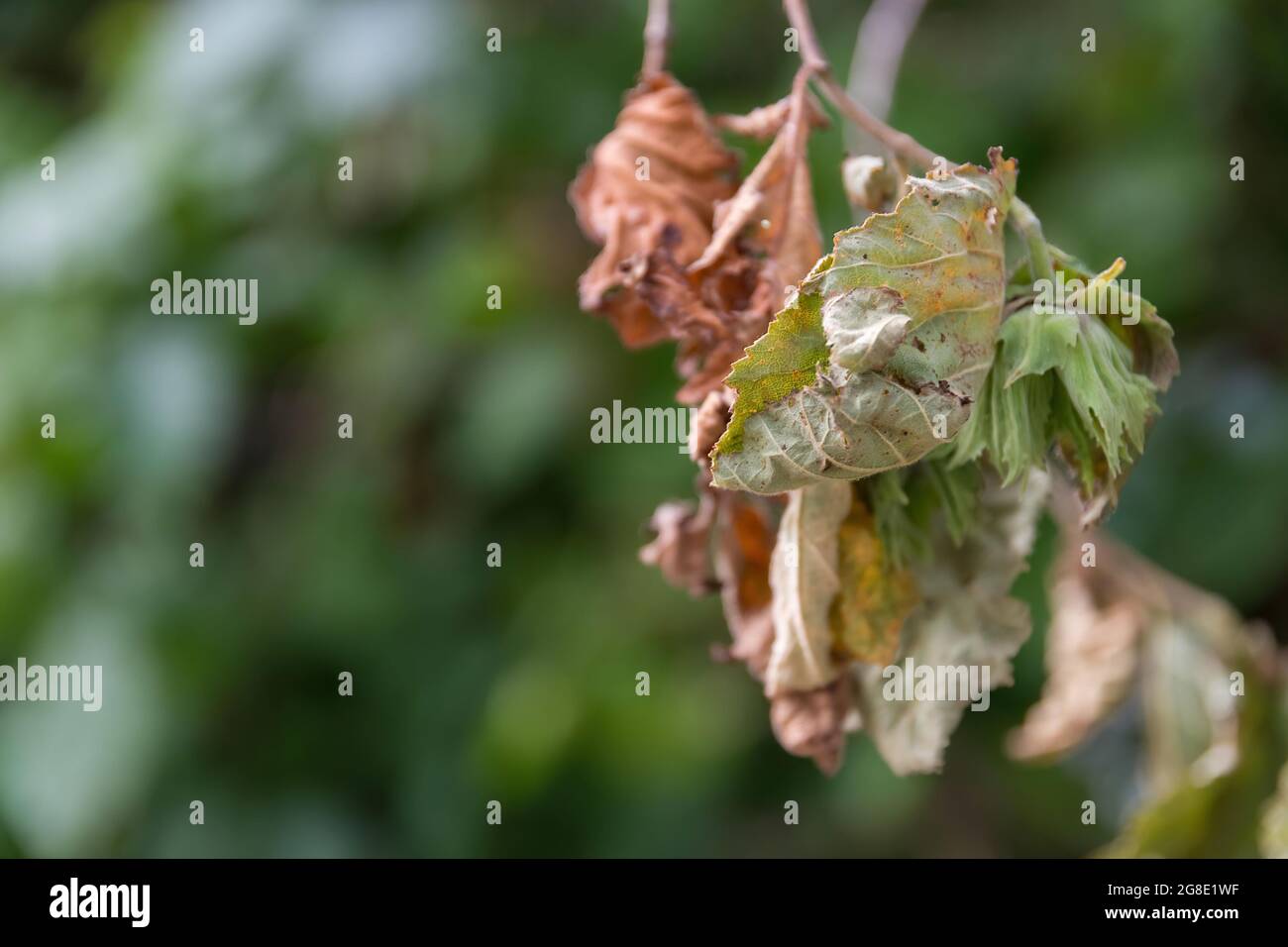 Selective focus shot tree branch with dried leaves Stock Photo - Alamy