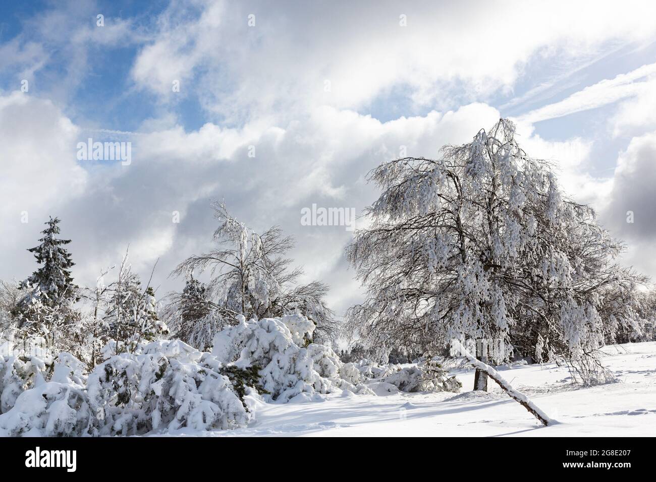 Snowy trees against blue sky with thick, white clouds Stock Photo - Alamy