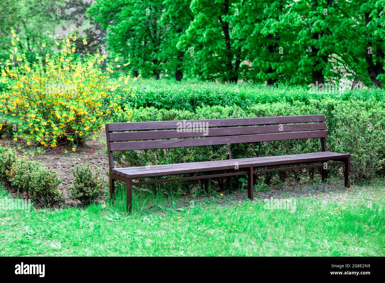 Wooden bench in the park . Green park with ornamental garden