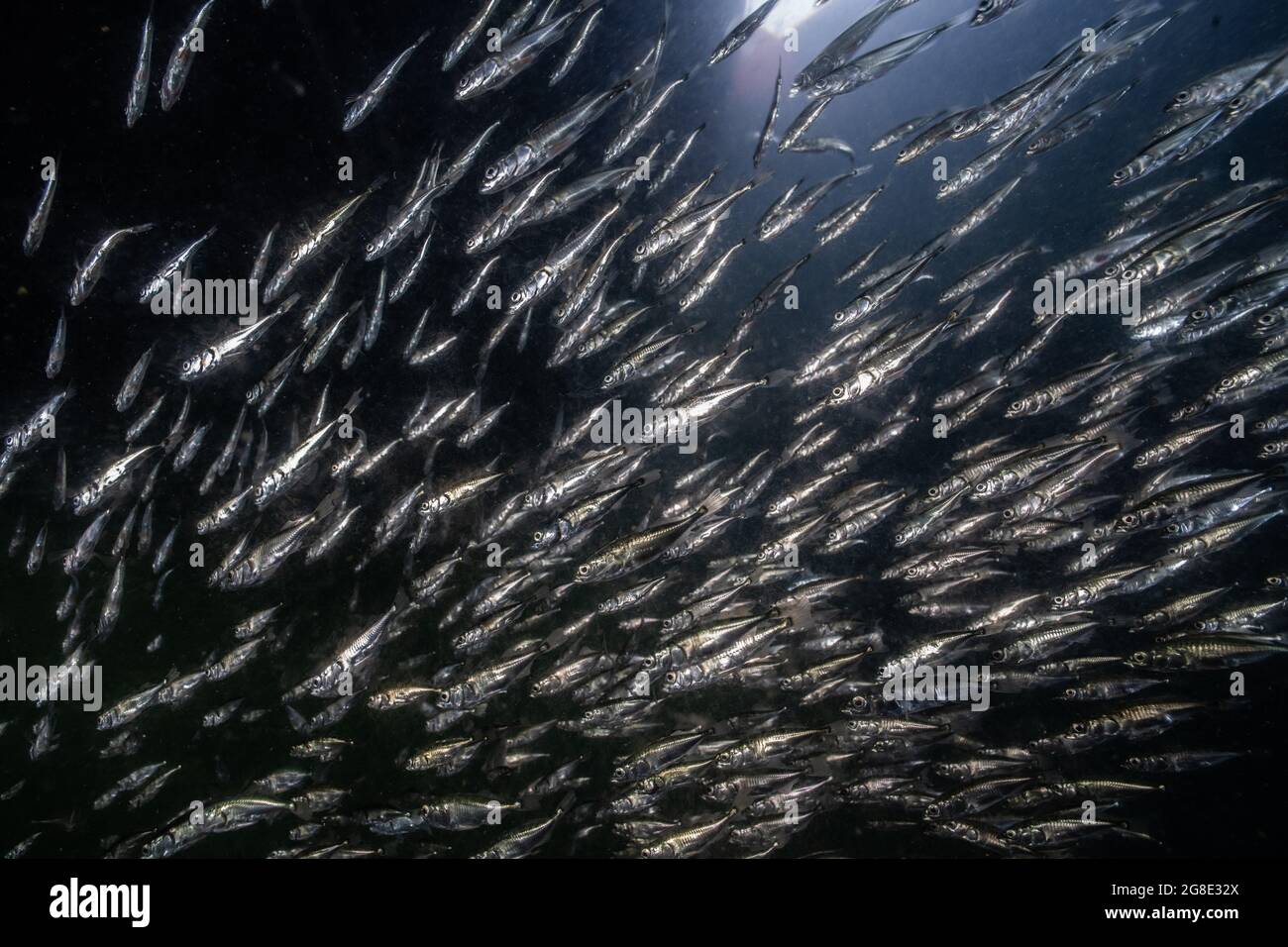 Underwater image of a school of small silver fish in the ocean in the Vancouver harbor in British Columbia. Stock Photo