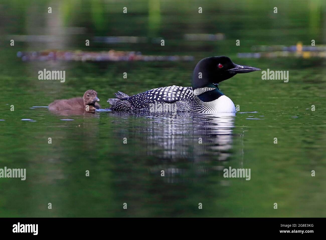 Common Loon (Gavia immer) and chick on a lake in Nova Scotia, Canada Stock Photo