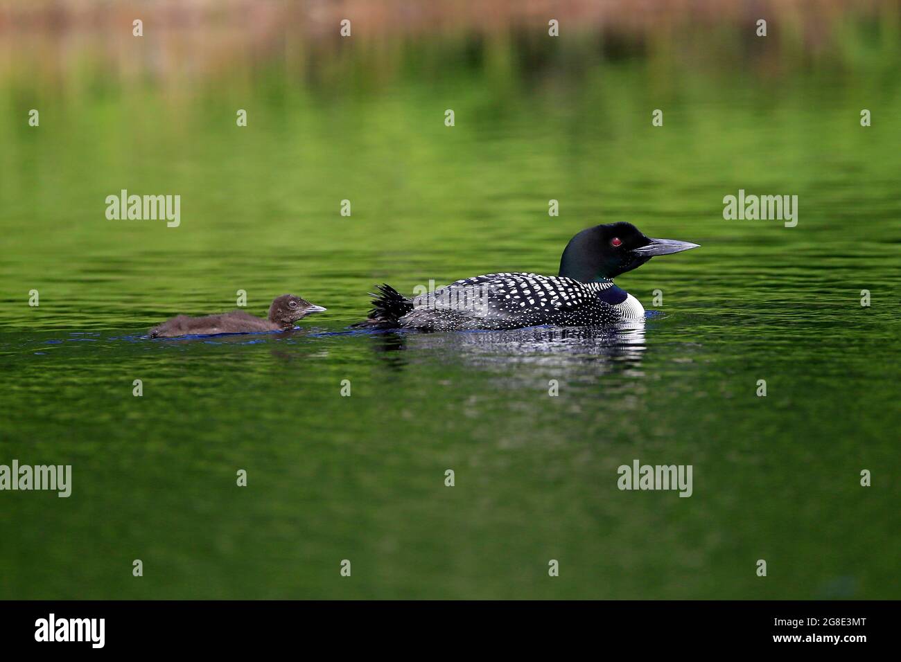 Common Loon (Gavia immer) and chick Stock Photo