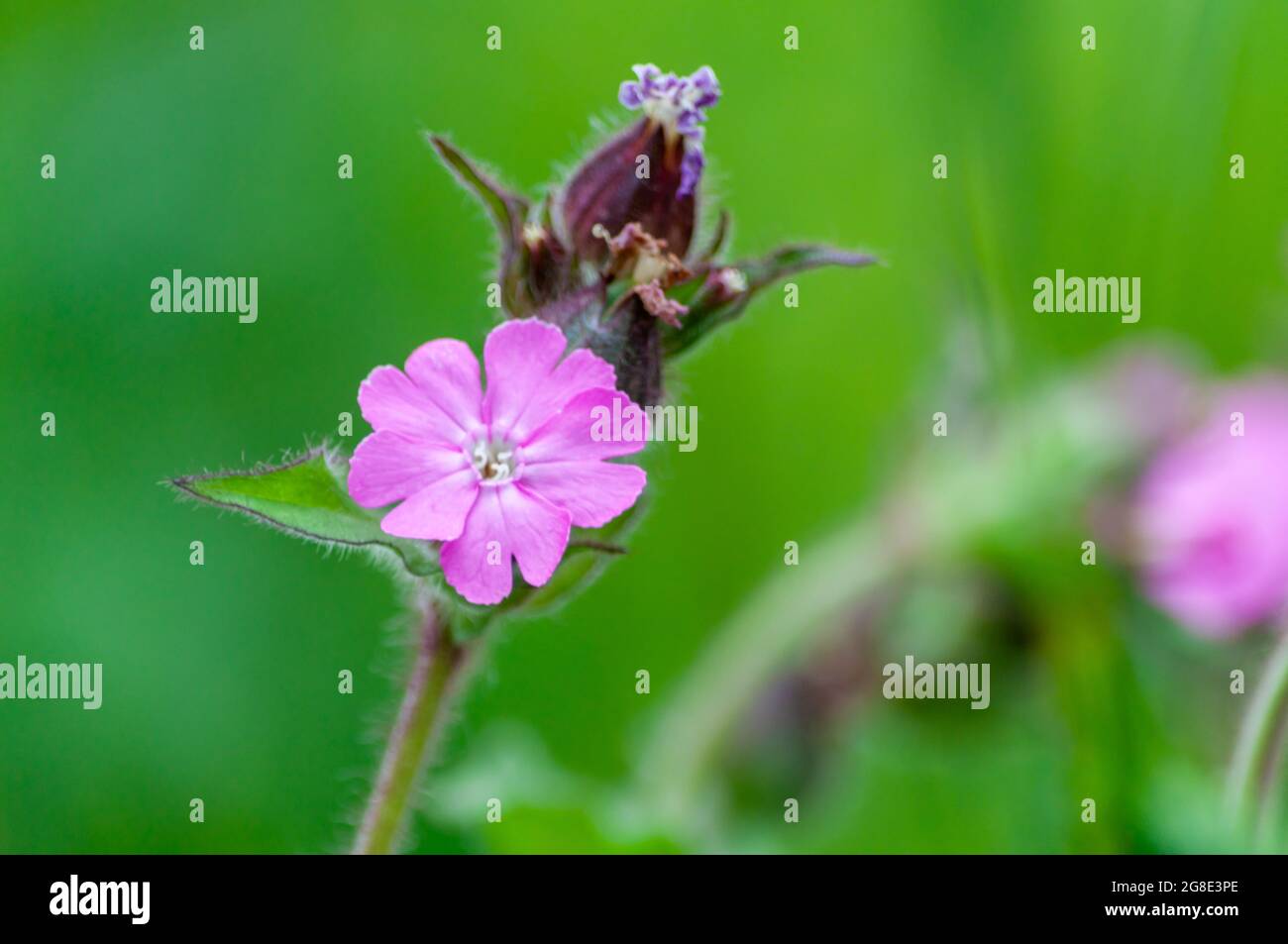 Closeup of a purple and violet silene flower on a green background Stock Photo