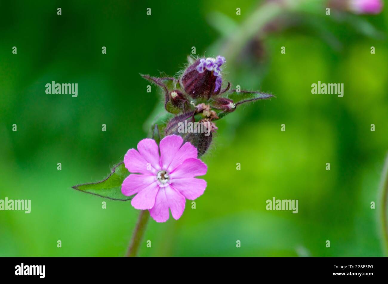 Closeup of a purple and violet silene flower on a green background Stock Photo