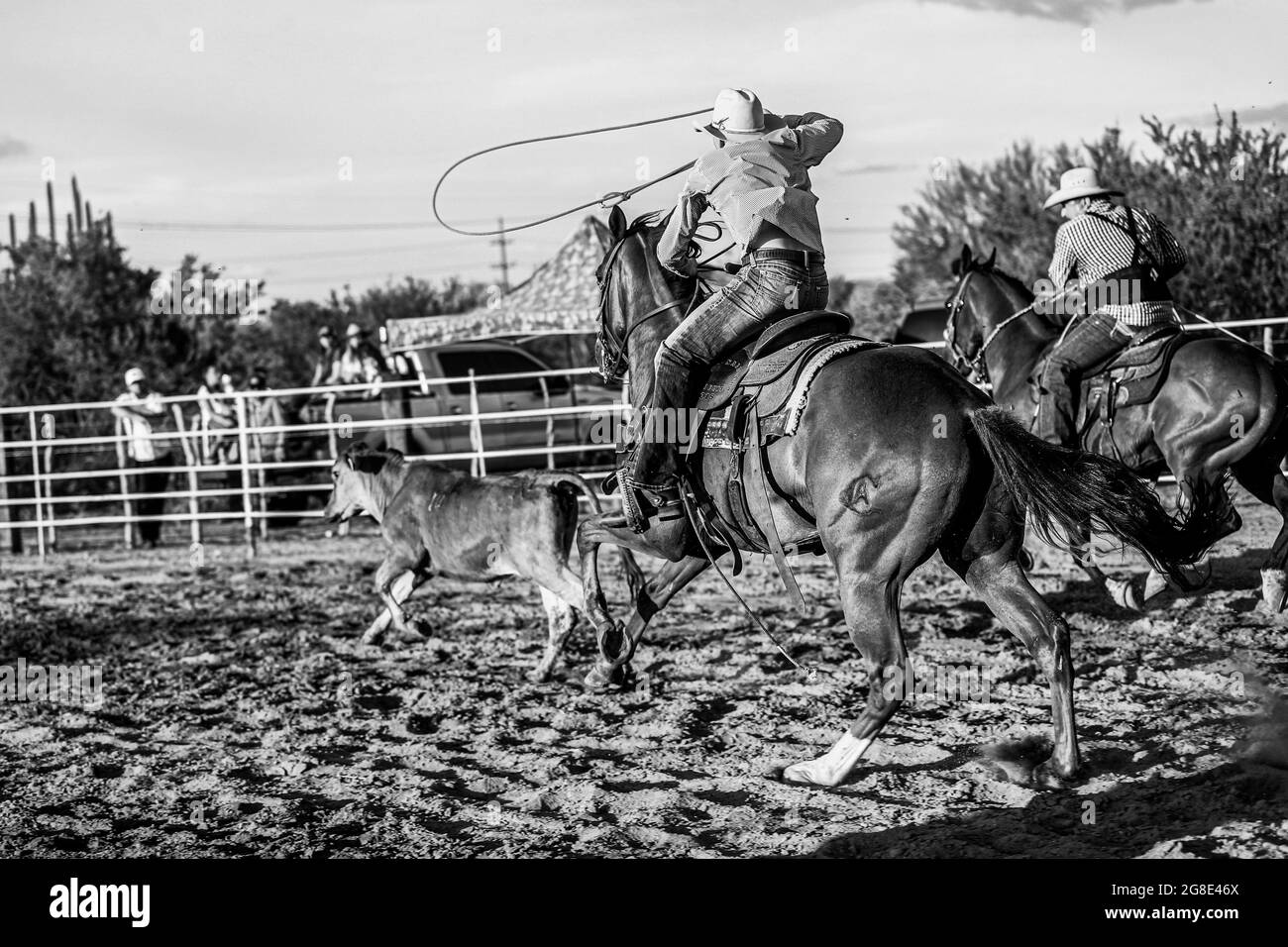 A rider or cowboy with his horse tries to make a lasso with a rope to a calf, heifer, during the rodeo circuit in the new arena El Shejon with the participation of the brands Corona Buckles, Sonora Saddlery and Cas Cov Rodeo on July 17, 2021 in Carbo, Mexico ..... (Photo: Luis Gutierrez / NortePhoto.com)   Un jinete o vaquero con su caballo intenta hacer un lazo con reata a un becerro, vaquilla, durante el circuito de rodeo en la nueva arena el Shejon con la participacion de la marcas Corona Buckles, Sonora Saddlery y Cas Cov Rodeo el 17 julio 2021 en Carbo, Mexico..... (Photo: Luis Gutierrez Stock Photo