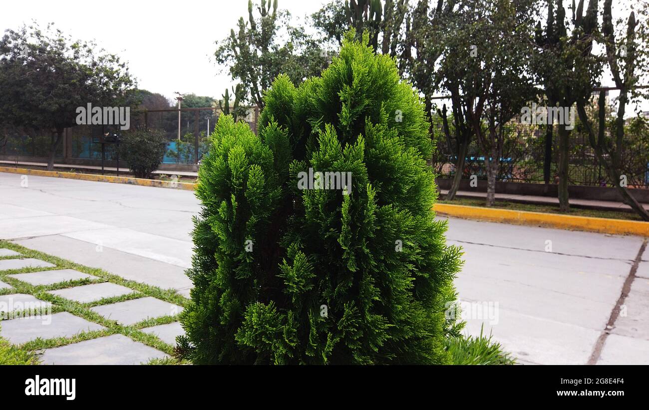 ÁRBOL, ARBUSTO, TRONCO DE ÁRBOL, TREE Stock Photo