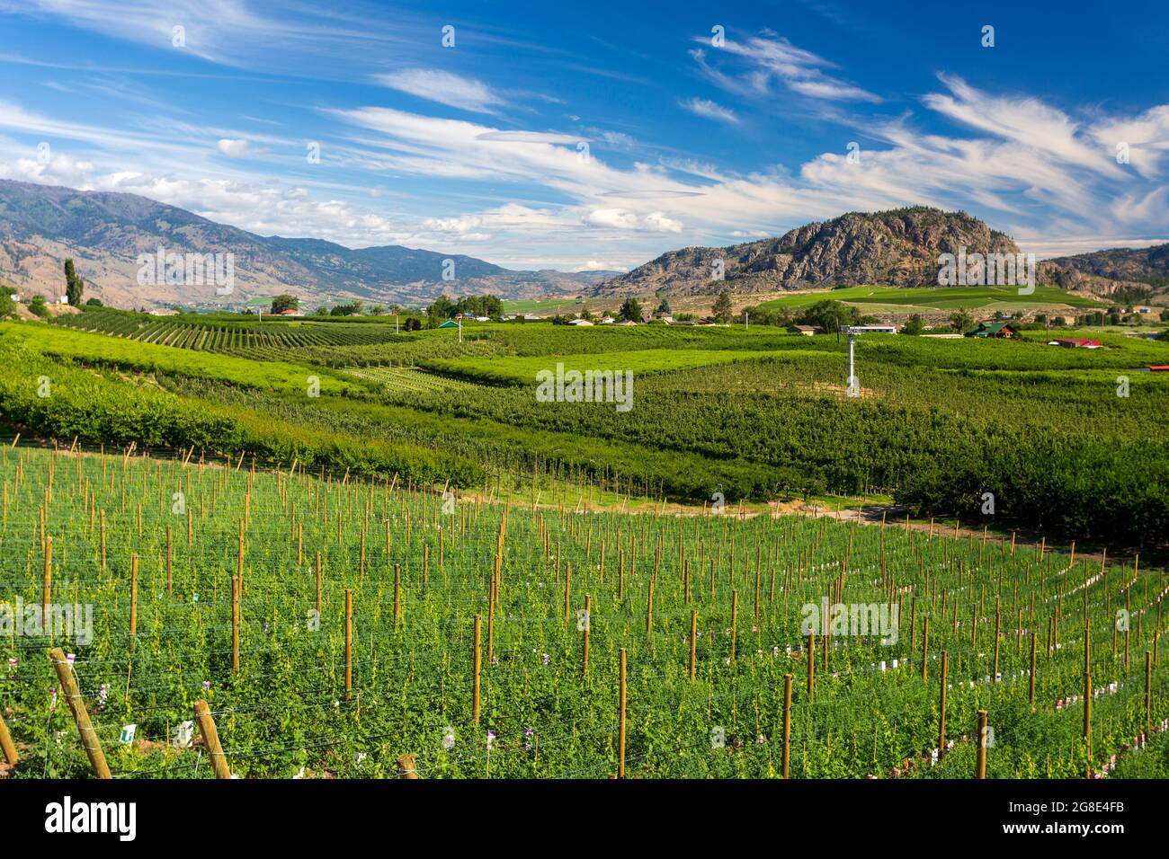 View of the agricultural landscape and vineyards during summer season in Osoyoos located in the Okanagan Valley, British Columbia, Canada. Stock Photo