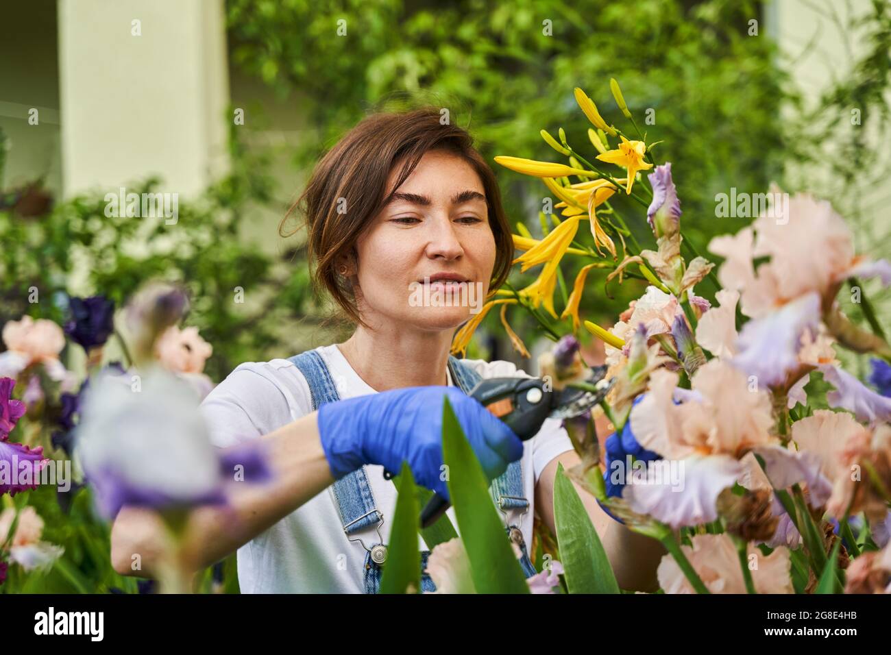 Gardener in gloves cutting flower with pruning shears Stock Photo