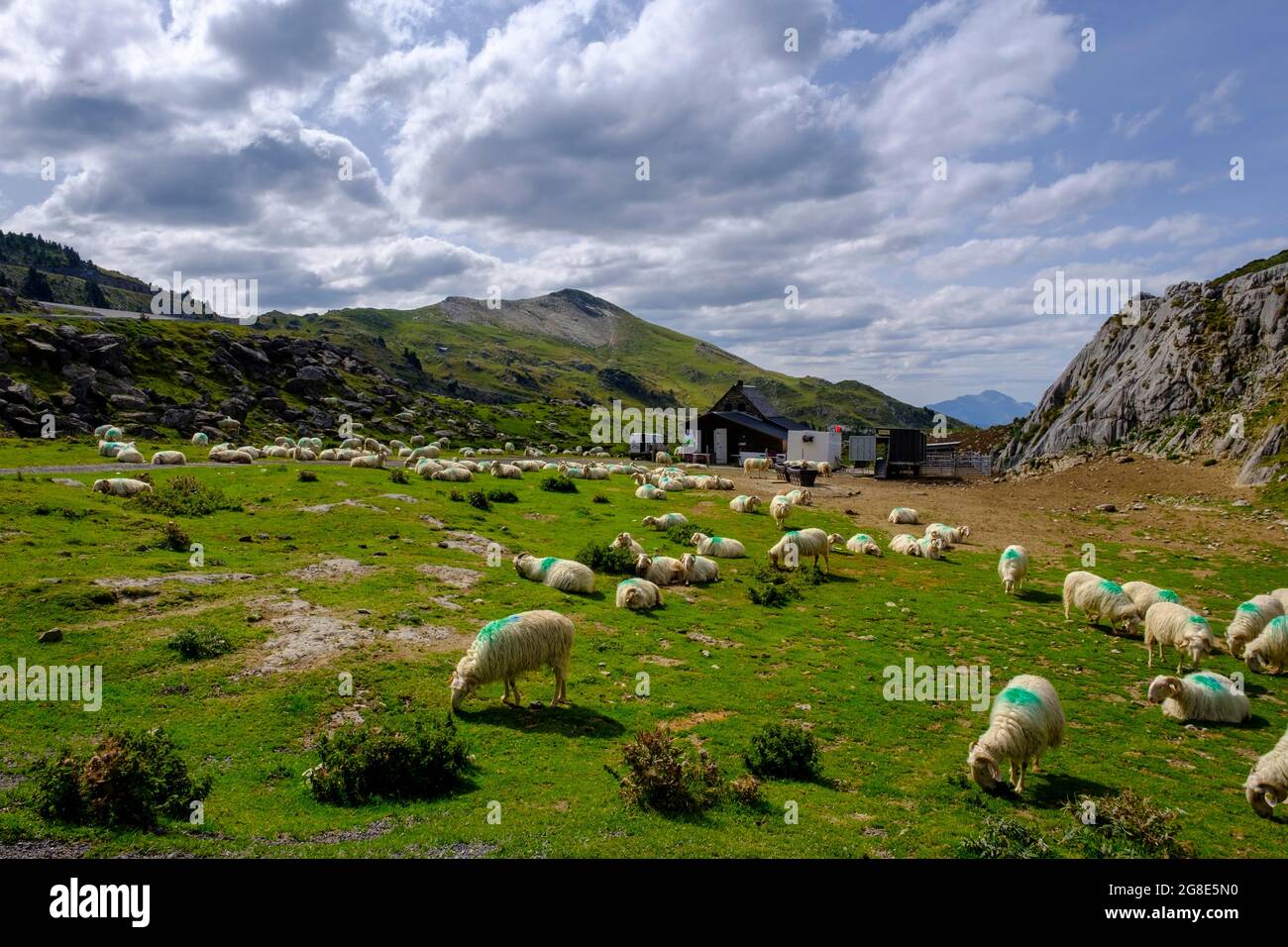 Flock of sheep, La Pierre Saint-Martin, Central Pyrenees, Pyrenees-Atlantiques department. Region Nouvelle-Aquitaine, Pays Basque, Basque Country Stock Photo